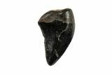 Theropod (Raptor) Tooth - Judith River Formation #198808-1